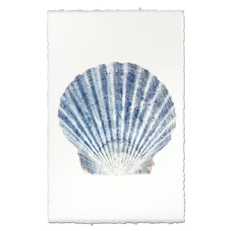 Scallop Shell #2 1
