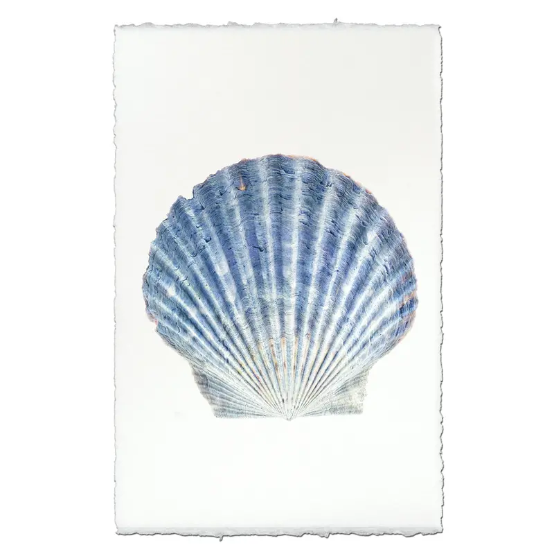 Scallop Shell #4 1