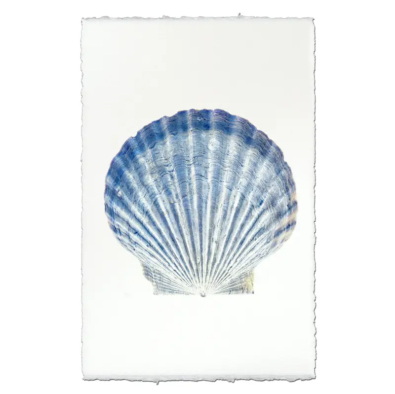 Scallop Shell #5 1