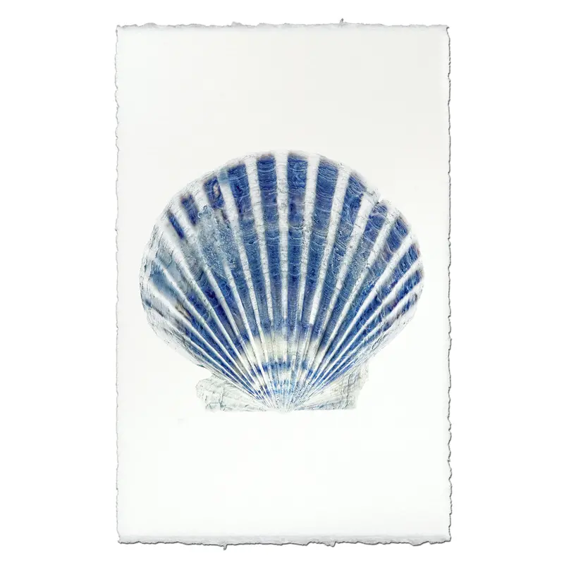 Scallop Shell #6 1