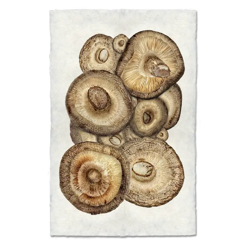 Shiitake Mushrooms 1