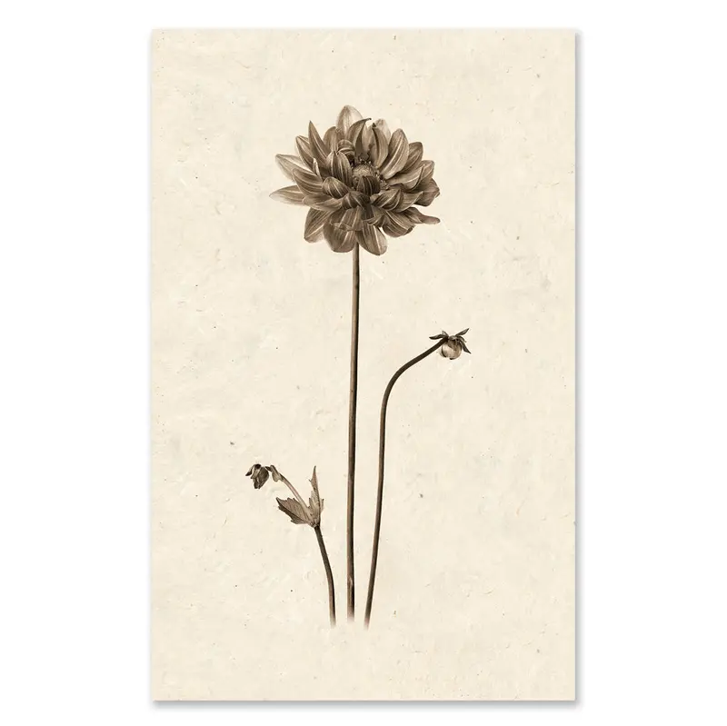 Single Dahlia Grand Format 1