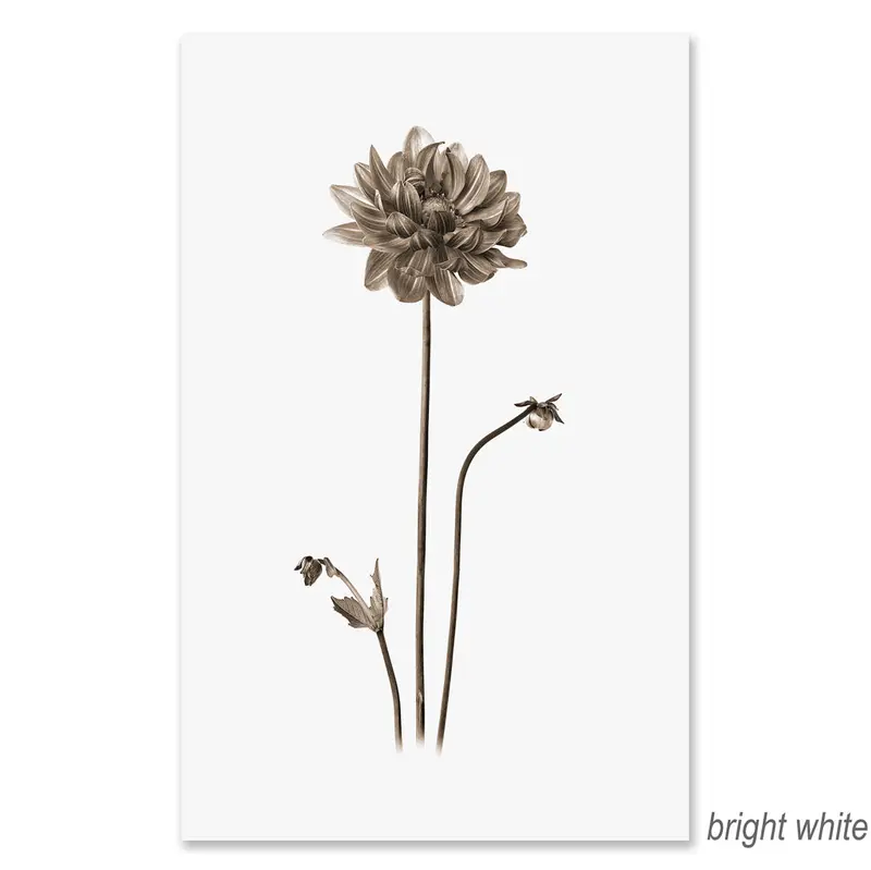 Single Dahlia Grand Format 2