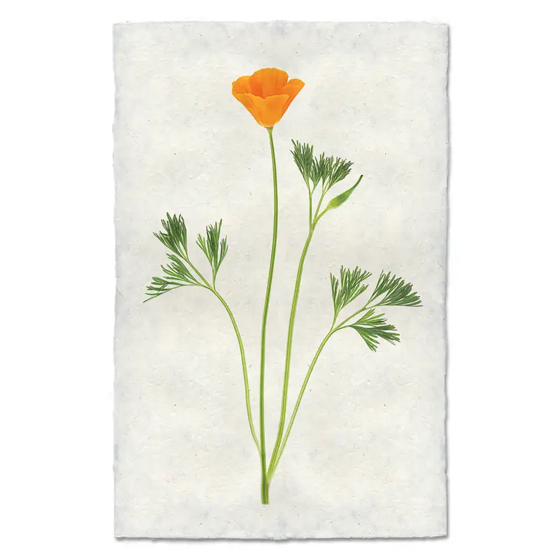 Single Poppy #1 1