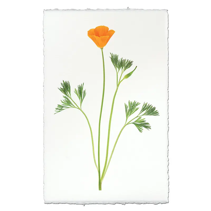 Single Poppy #1 2