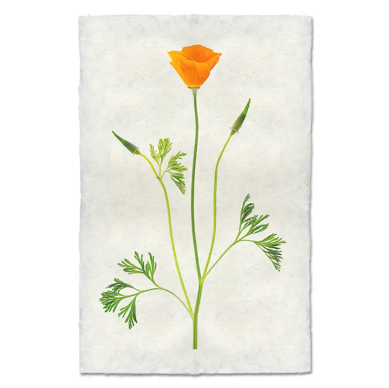 Single Poppy #2 1