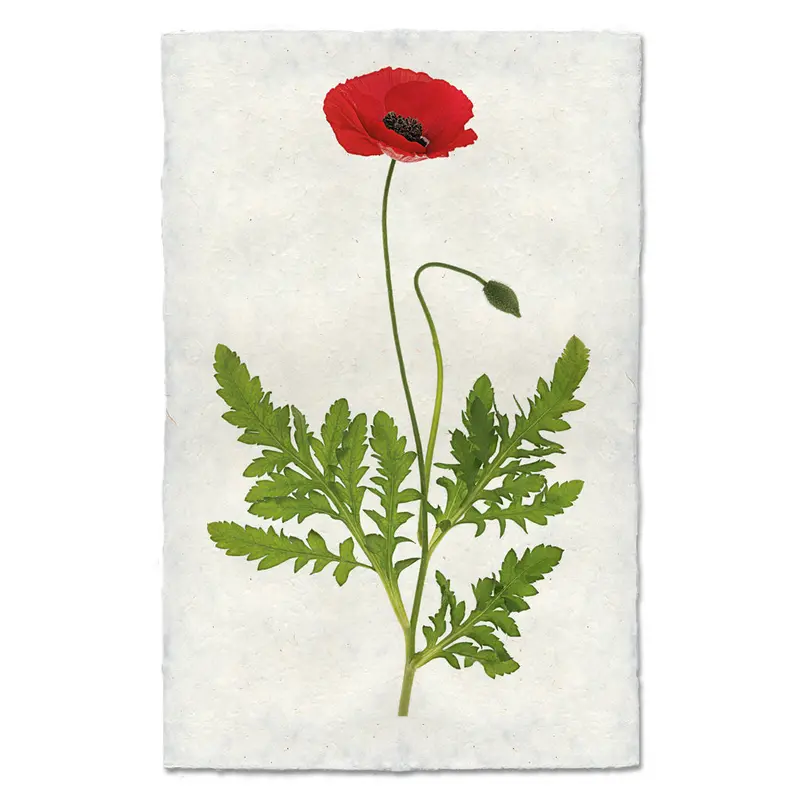 Single Poppy #3 1