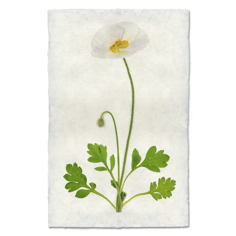 Single Poppy #4 1