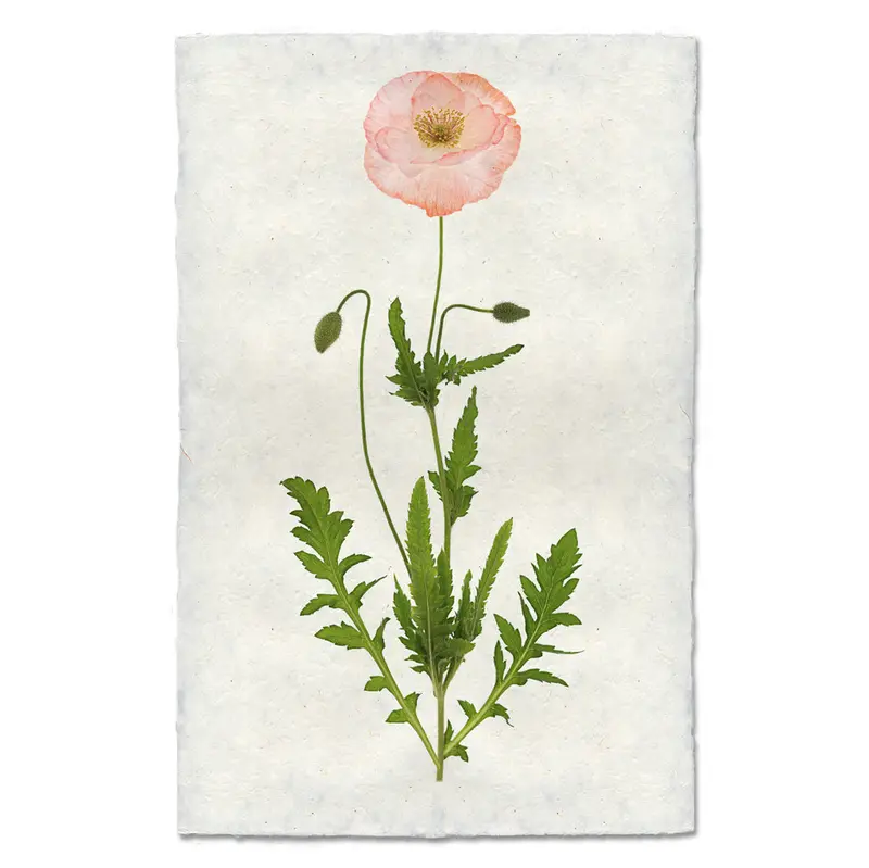 Single Poppy #5 1
