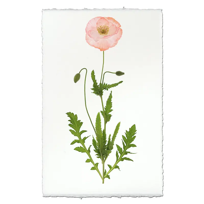 Single Poppy #5 2