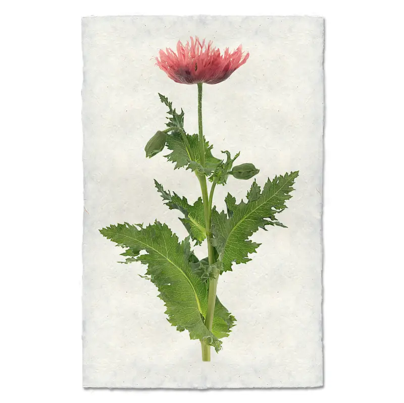 Single Poppy #6 1