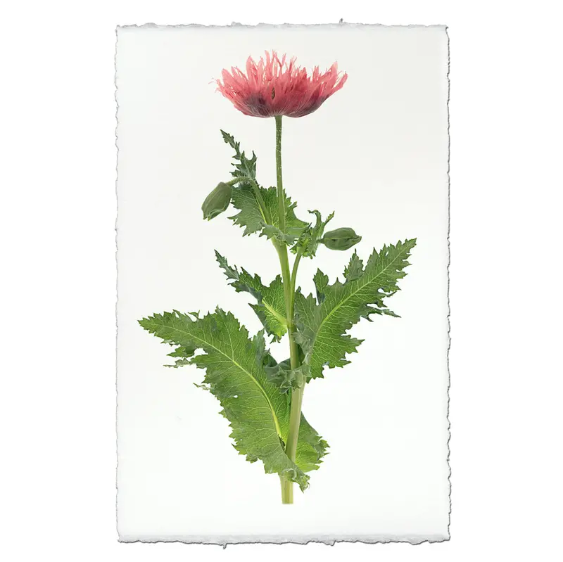 Single Poppy #6 2