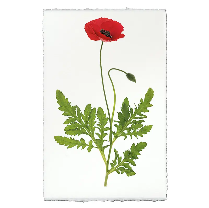 Single Poppy Floral Print #3 – Nature-Inspired Design