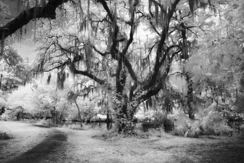 Spanish Moss- New Orleans, La 1