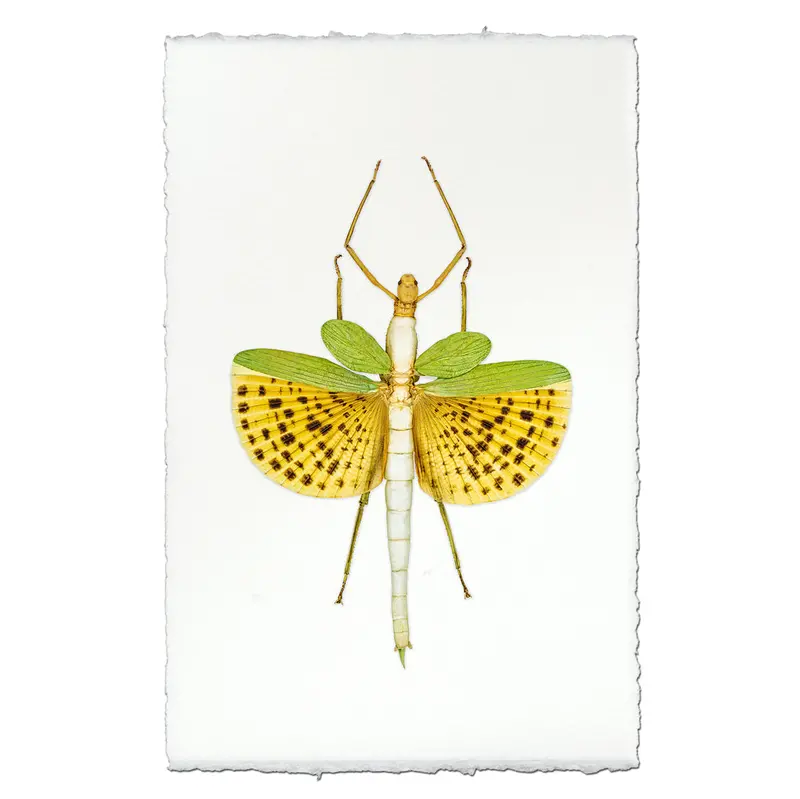 Spotted Stick Bug 1