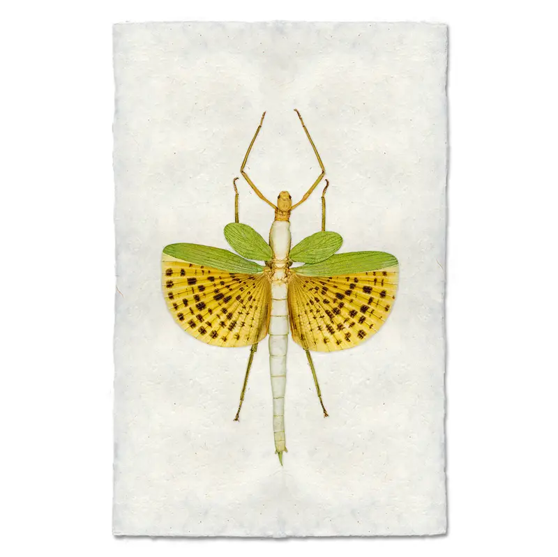 Spotted Stick Bug 2