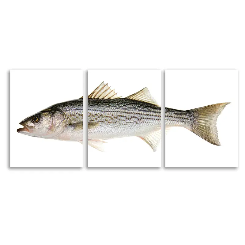 Striper Trilogy 1