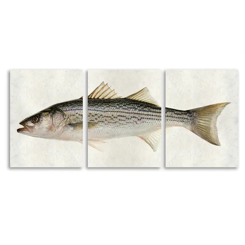 Striper Trilogy 2
