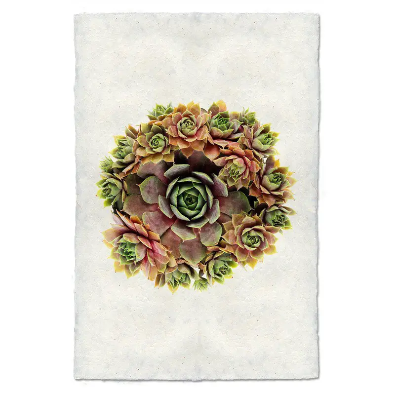 Succulent #1 (S. Pupureum) 1