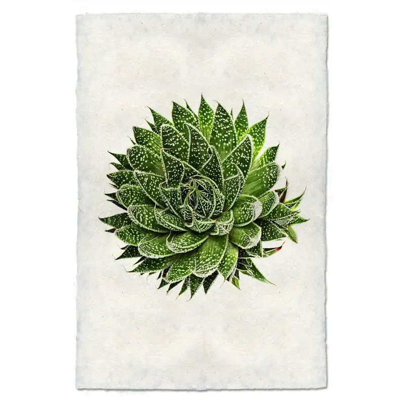 Succulent #10 (Aloe Aristata) 1