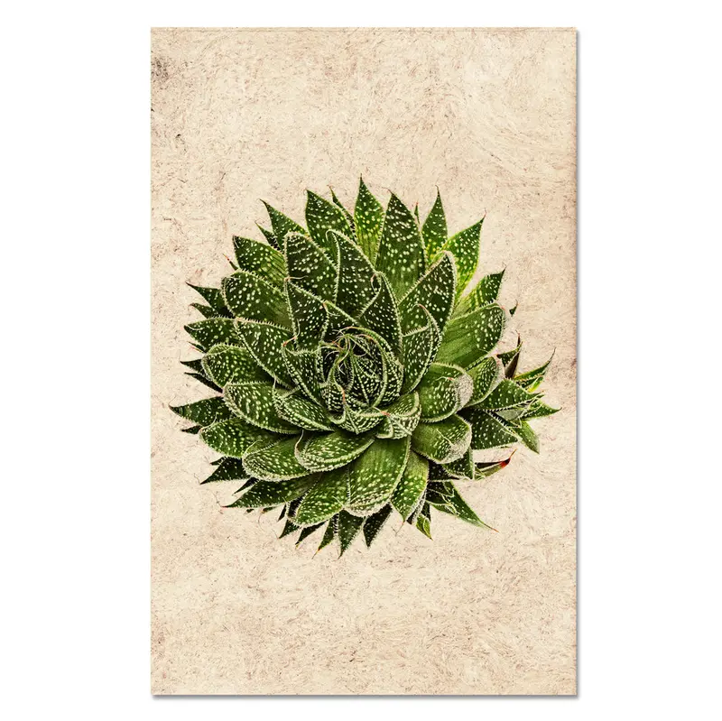 Succulent #10 (Aloe Aristata) 1