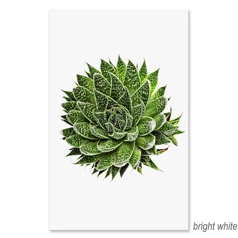 Succulent #10 Grand Format 2