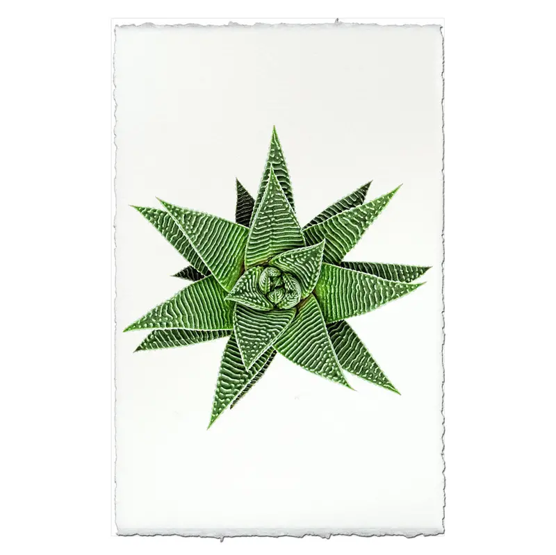 Succulent #12 (Haworthia Wondera Miami) 2