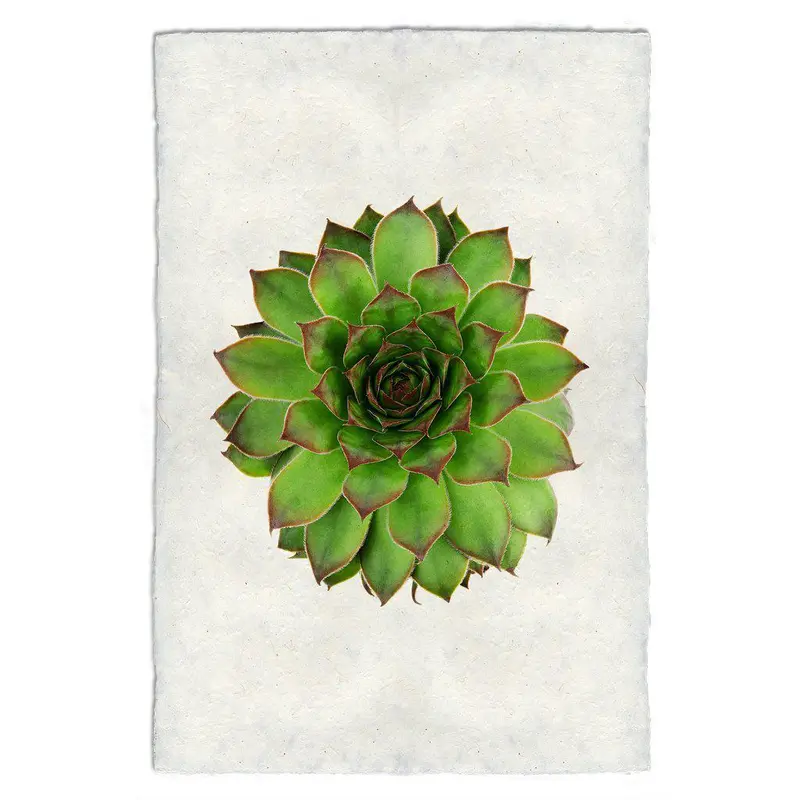 Succulent #2 (S. Mahogany) 1
