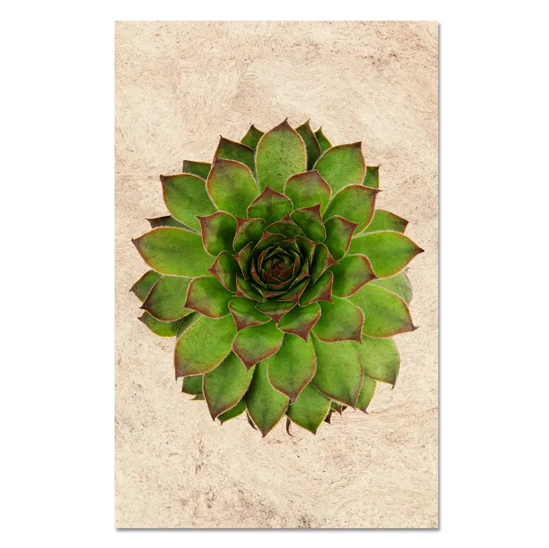 Succulent #2 (S. Mahogany) 1