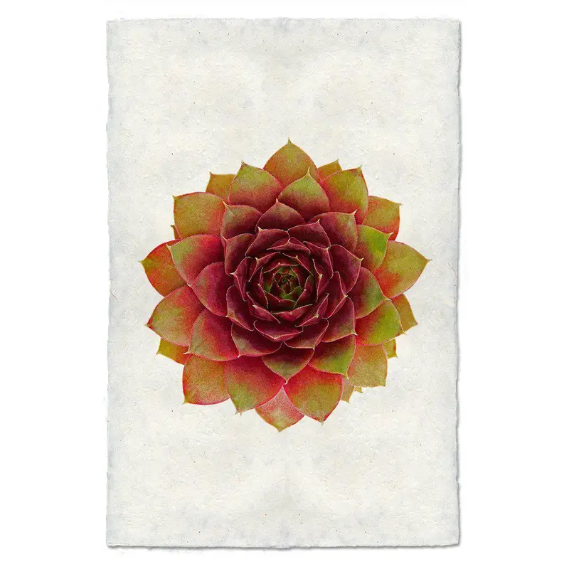 Succulent #3 (Jungle Fire) 1