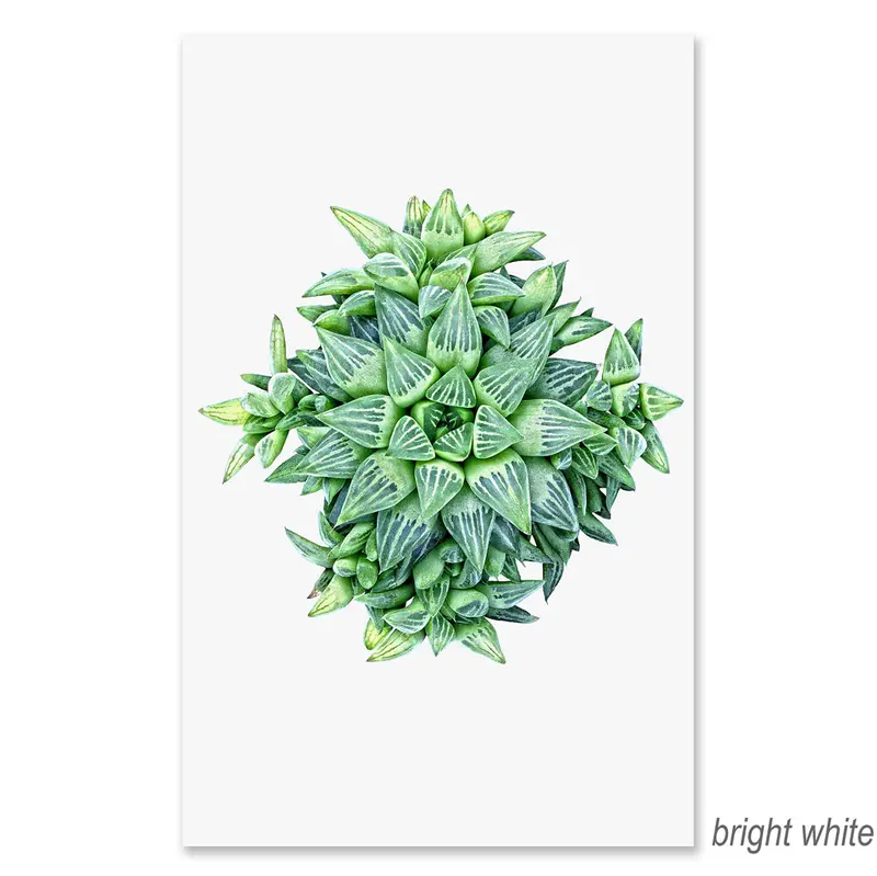 Succulent #4 Grand Format 2