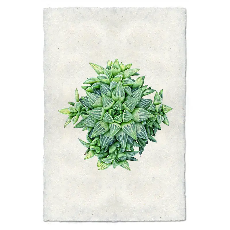 Succulent #4 (Haworthia Star) 1