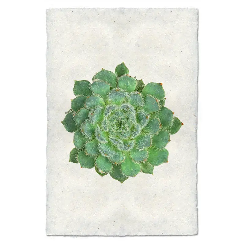 Succulent #5 (E. Setosa Diminuta) 1