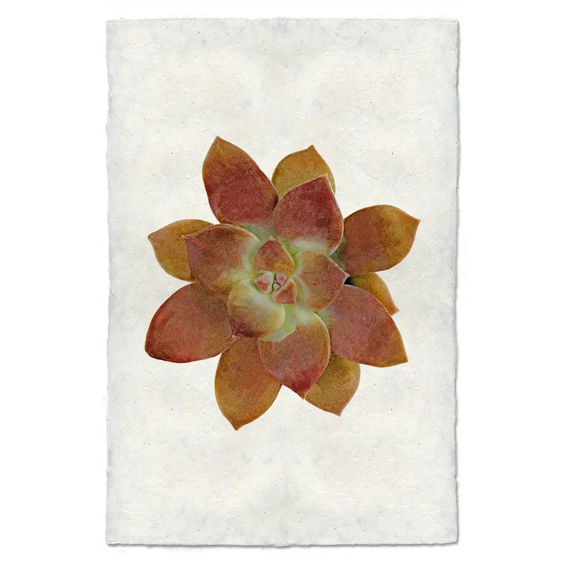 Succulent #7 (Graptopetalum) 1
