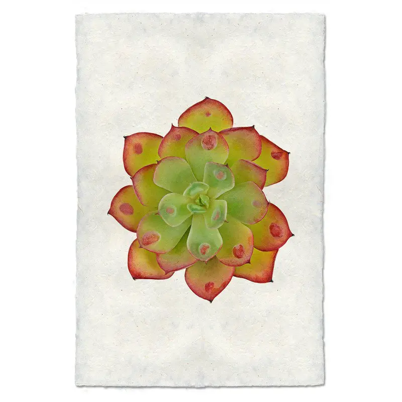 Succulent #8 (E. Raindrop) 1