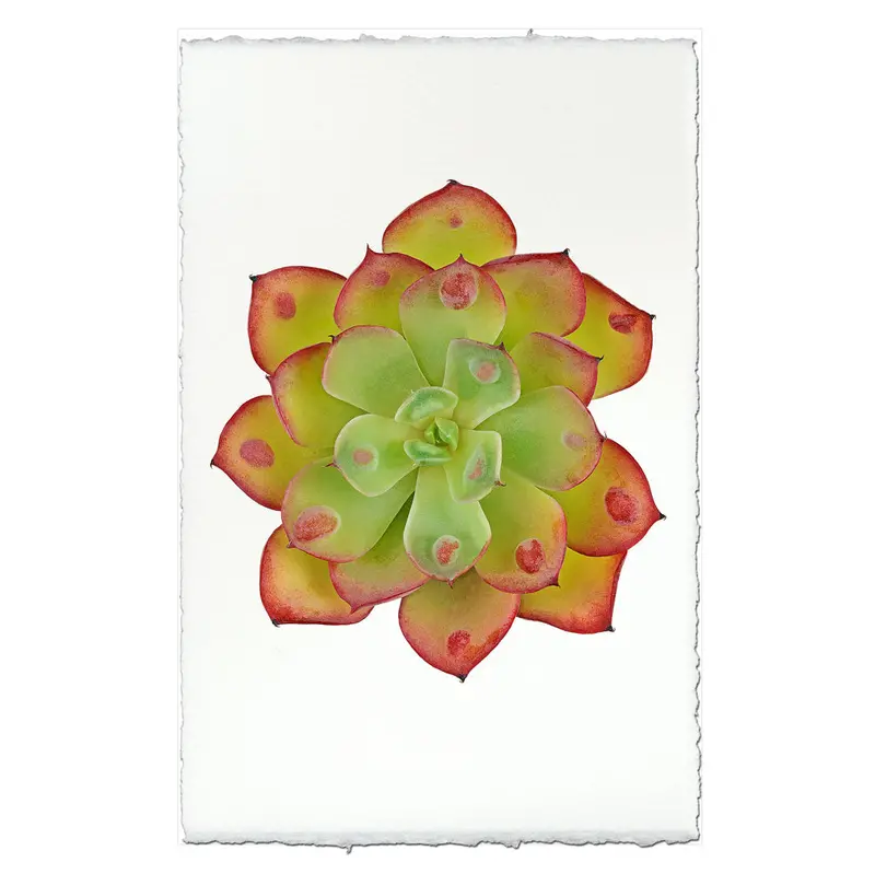 Succulent #8 (E. Raindrop) 2