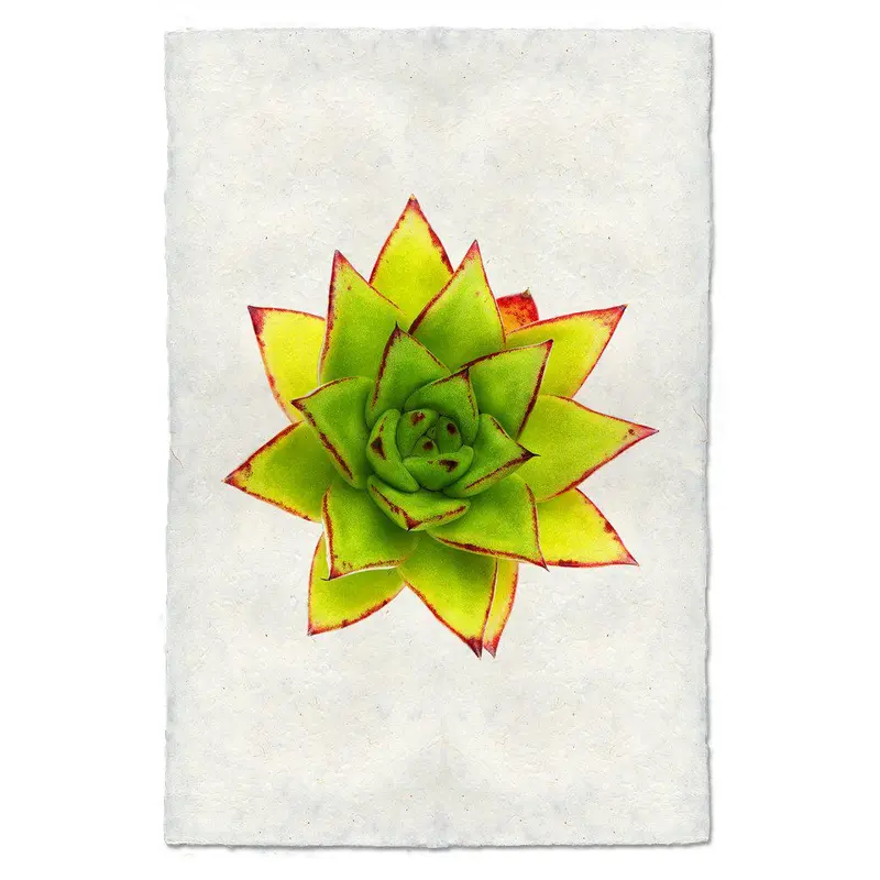 Succulent #9 (E. Agavoides Morgain) 1