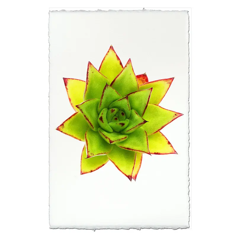 Succulent #9 (E. Agavoides Morgain) 2