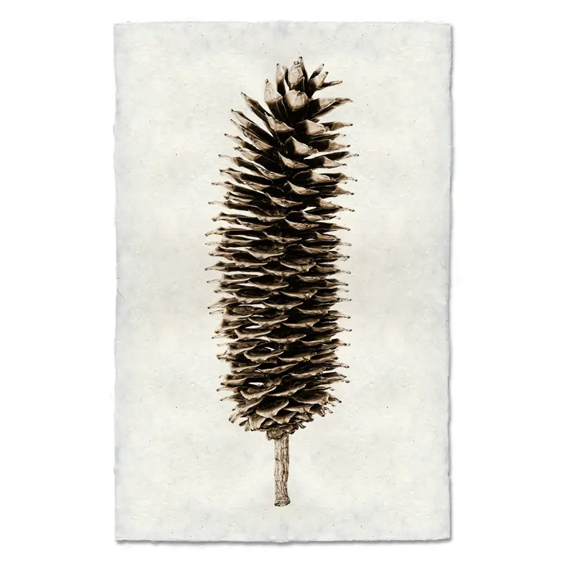 Sugar Pine Cone 1