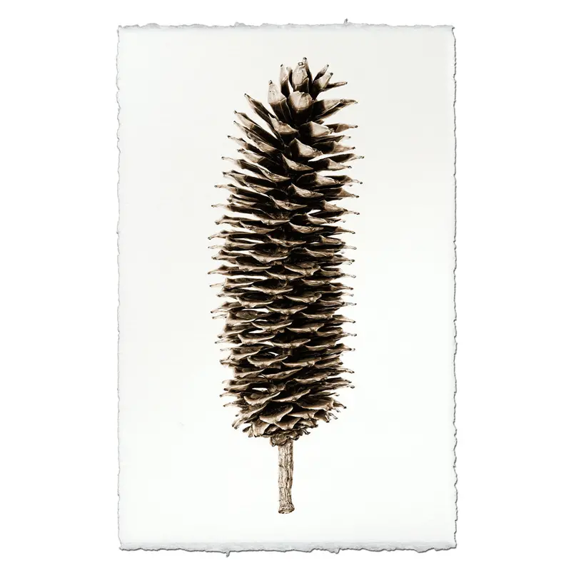 Sugar Pine Cone 2