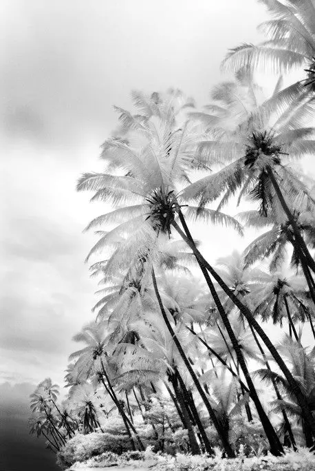 Swaying Palms - Taveuni, Fiji 1