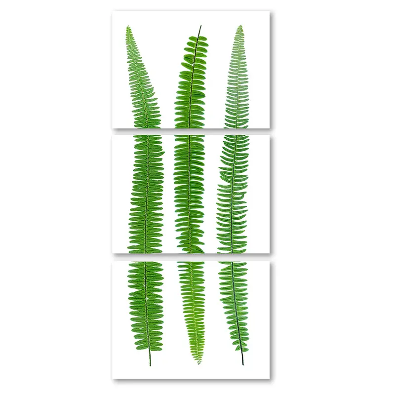 Sword Fern Trilogy 4