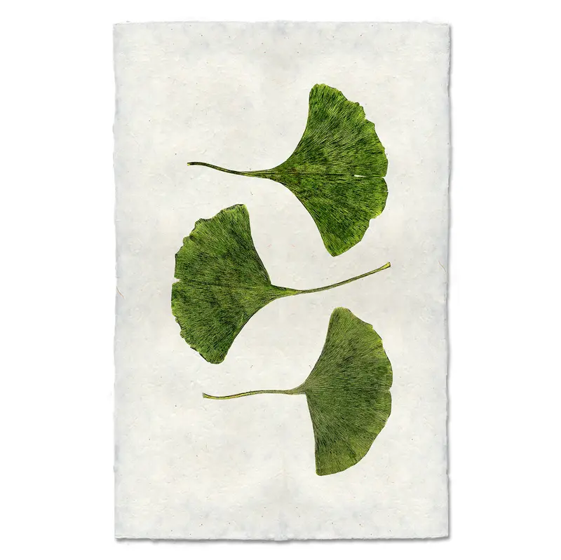 Three Green Ginkgos 1