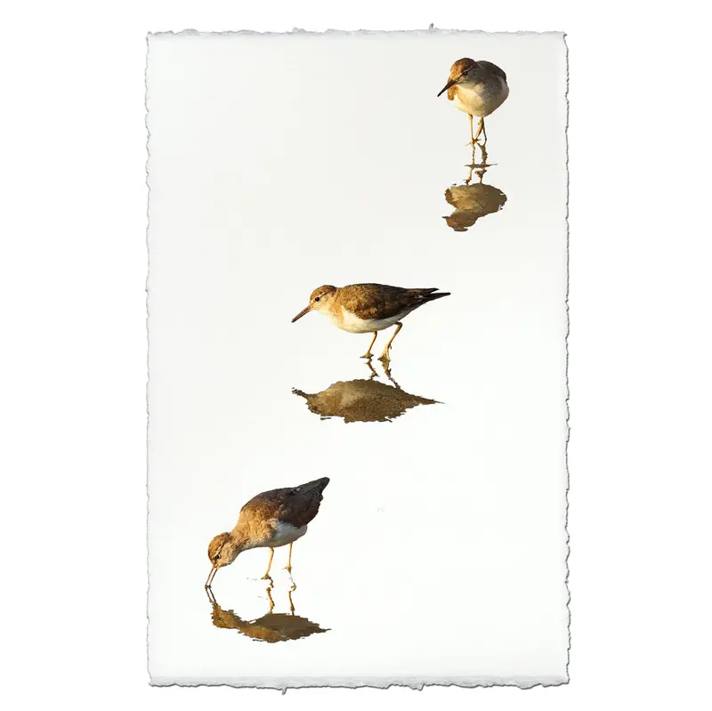 Three Sandpipers 1
