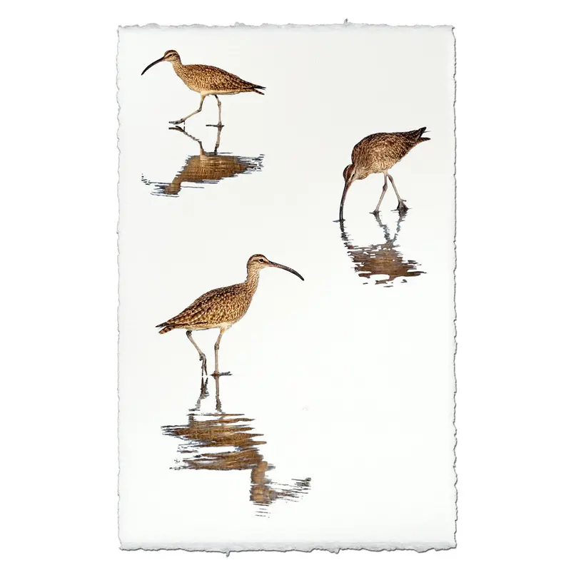 Three Whimbrels 1