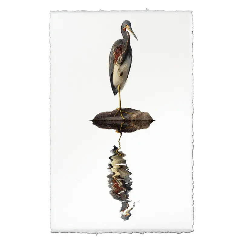 Tricolored Heron 1