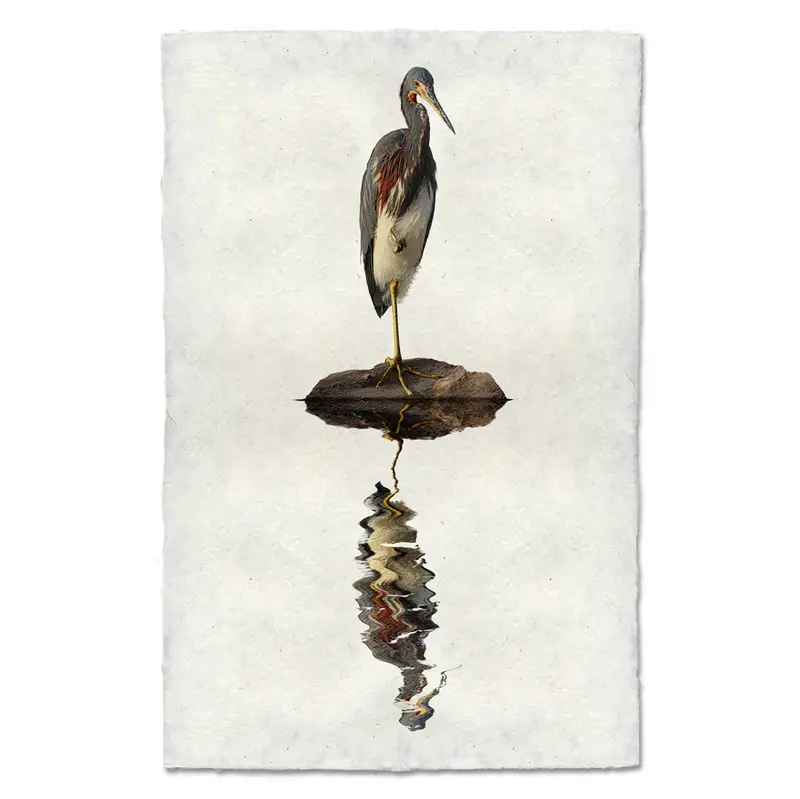 Tricolored Heron 2