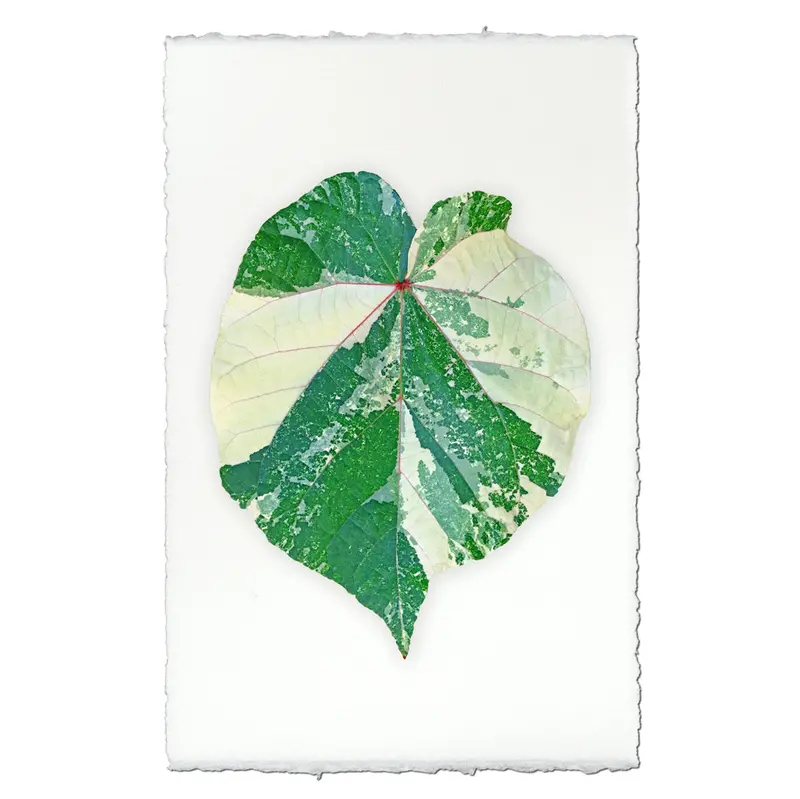 Tropical Leaf #2 1