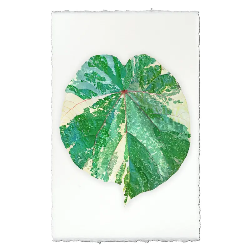 Tropical Leaf #3 1