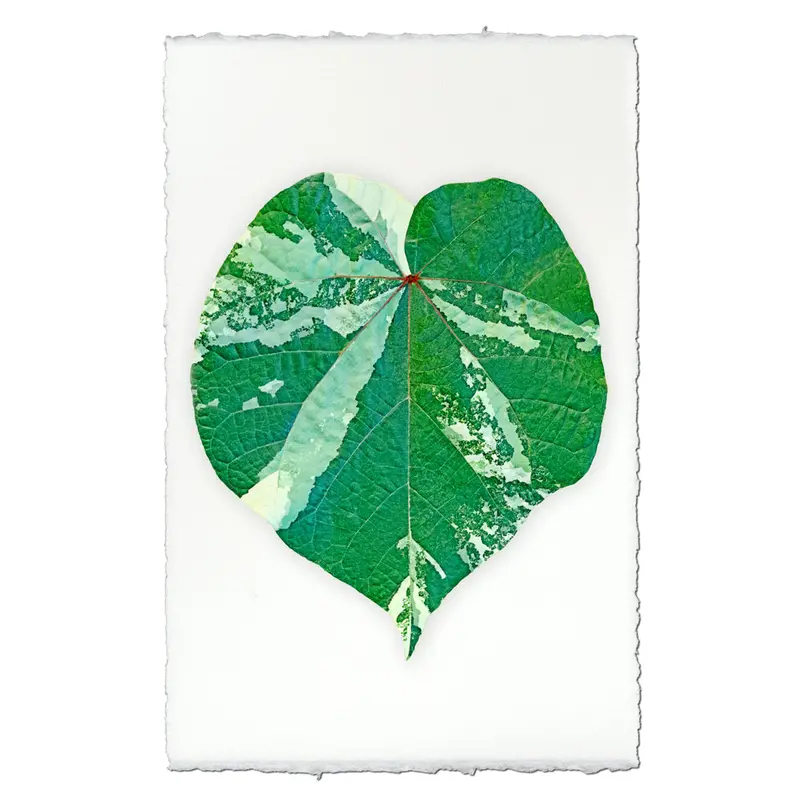 Tropical Leaf #4 1